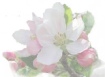 Blossoming Your Hearts Desires - www.jelila.com